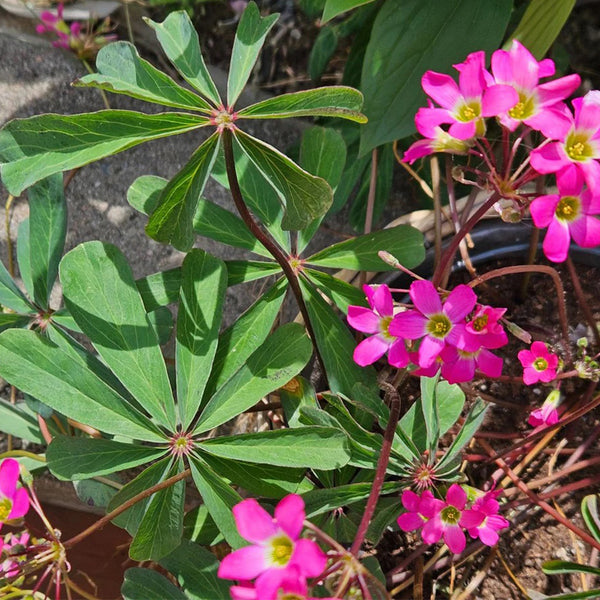 Oxalis lasiandra, 10 Bulbs