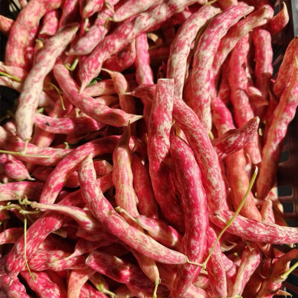 Dayu Red Golden Hook Snap Bean Seeds, 20g