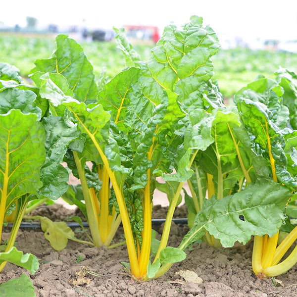 Jiayuan Golden Chard Seeds, 10g