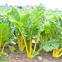 Jiayuan Golden Chard Seeds, 10g