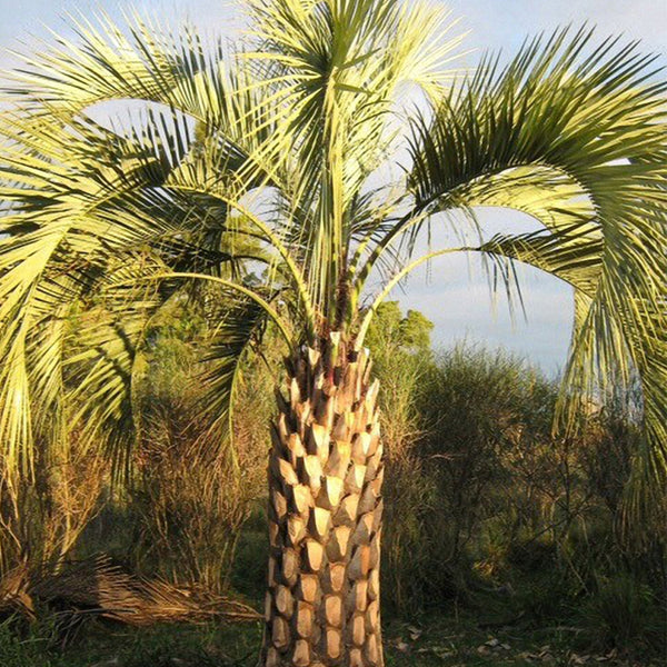 Jelly Palm Seeds, 25 Seeds