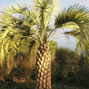 Jelly Palm Seeds, 25 Seeds