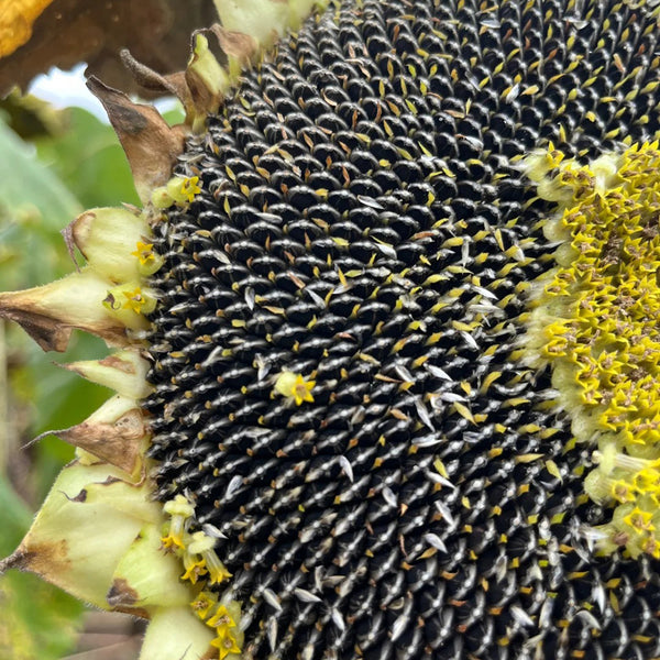 Large-seeded Edible Sunflower Seeds, 10g