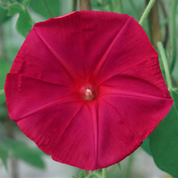 Red Queen Morning Glory, 3 Seeds