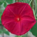 Red Queen Morning Glory, 3 Seeds