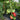 764 Aquarius Constellation Series Tomato, 5 Seeds