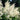 Goat's Beard, 10 Seeds