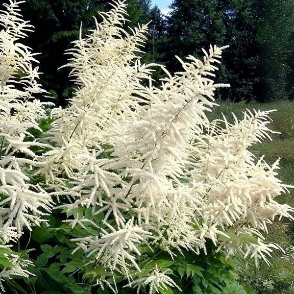 Goat's Beard, 10 Seeds