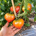 271 Strawberry Sergeant F5 Tomato, 5 Seeds