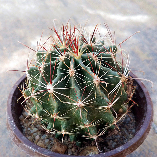 Thelocactus setispinus, 4-5cm