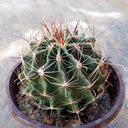 Thelocactus setispinus, 4-5cm