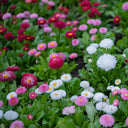 Bellis perennis 'Pomponette', 100 Seeds