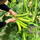 Thick-fleshed Sword Bean Seeds, 5 Seeds Per Bag