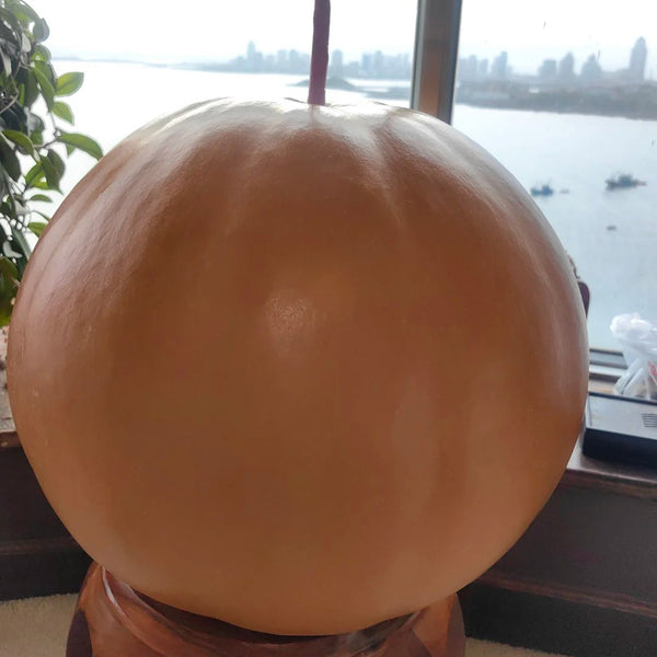 Extra Large Bottle Gourd, 5 Seeds