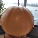Extra Large Bottle Gourd, 5 Seeds