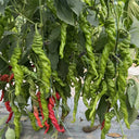 Qinglong Spiral Pepper Seeds, 100g