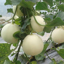 Baisha Honey Melon Seeds, 2g