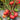 864 Italian Sweet Treat Tomato, 5 Seeds