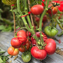 864 Italian Sweet Treat Tomato, 5 Seeds
