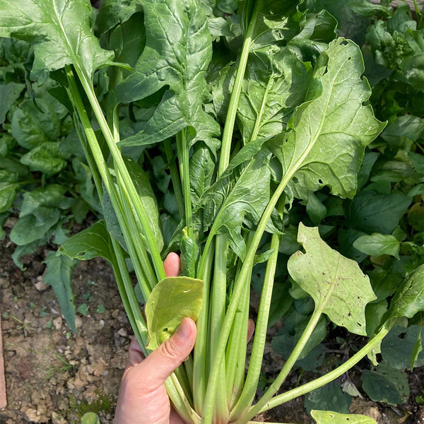 Japanese Large-Leaf Spinach Seeds, 50g