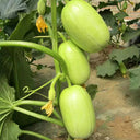 Yuanbao Fruit Cucumber, 5 Seeds