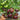 56 Rebel × Marsha's Beefsteak Tomato, 5 Seeds