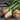 Celeriac 'Giant Prague' Seeds, 2000 Seeds
