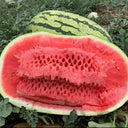 Xiashi No.5 Watermelon Seeds, 400 Seeds