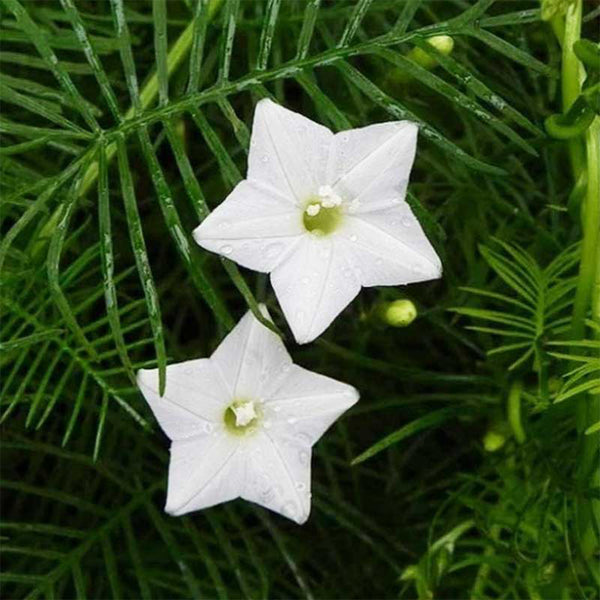 Hezhichun Cypress Vine Seeds, 1g