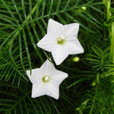 Hezhichun Cypress Vine Seeds, 1g