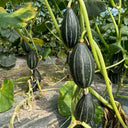 Sweet Lucky Star Pumpkin Seeds, 500 Seeds