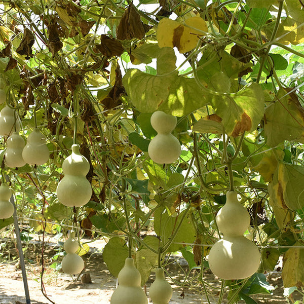 Hezhichun 'Slender Waist' Bottle Gourd, 10 Seeds