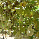 Hezhichun 'Slender Waist' Bottle Gourd, 10 Seeds