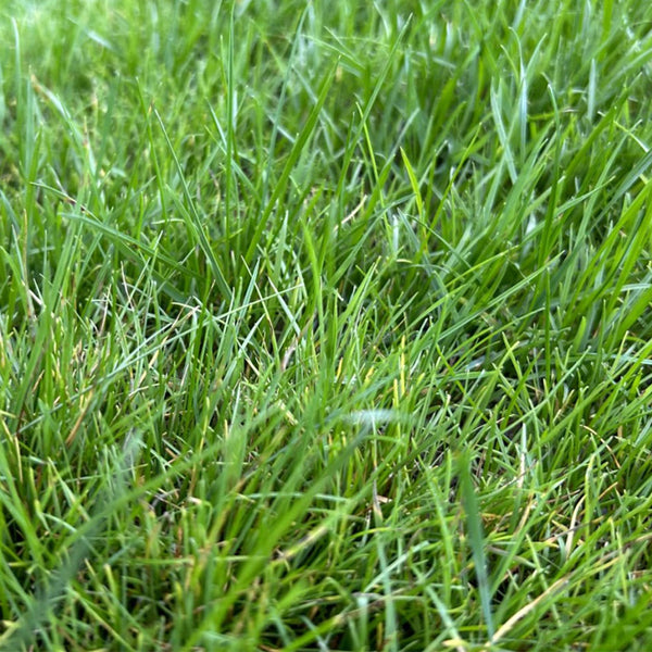 Poa pratensis 'Ginney II BT' Seeds, 200g