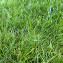 Poa pratensis 'Ginney II BT' Seeds, 200g