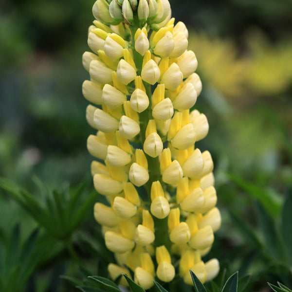 Yellow Lupin, 100 Seeds
