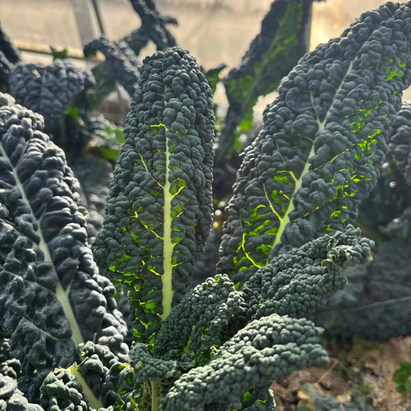 Blue Feather Kale Seeds, 2g