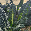 Blue Feather Kale Seeds, 2g