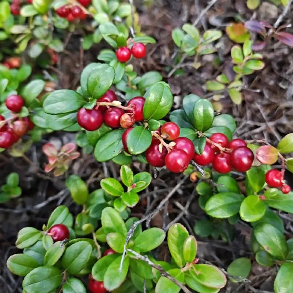 American Cranberry, 5 Seeds