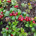 American Cranberry, 5 Seeds