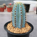 Pilosocereus pachycladus, 10-13cm