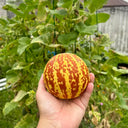Tiger Melon, 10-15 Seeds