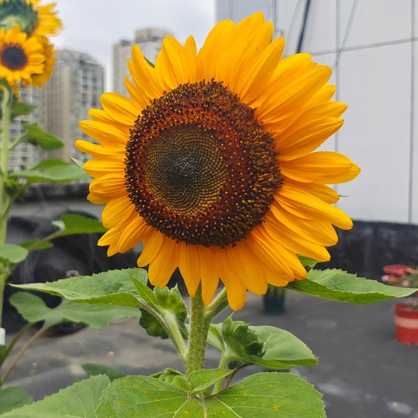 'Little Black Bear' Ornamental Sunflower Seeds, 1g