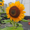 'Little Black Bear' Ornamental Sunflower Seeds, 1g