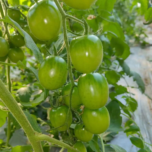 Green Jade Tomato, 100 Seeds