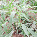 Willow-Leaf White Amaranth Seeds, 250g