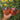 1067 Ghost Tomato, 5 Seeds