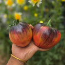 1067 Ghost Tomato, 5 Seeds