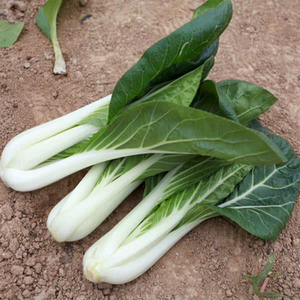 Yumeiren Baby Bok Choy Seeds, 5 × 1k-seed Bags