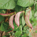 Hyacinth Bean Seeds, 5g Per Bag